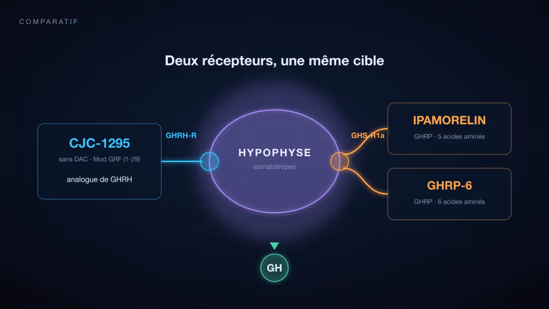 Schéma de deux voies convergeant sur l'hypophyse : le récepteur GHRH-R ciblé par le CJC-1295, et le récepteur GHS-R1a ciblé par l'Ipamorelin et le GHRP-6