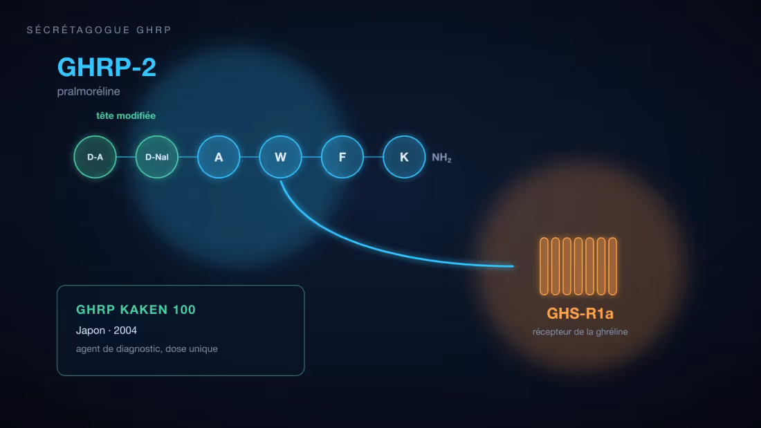 Hexapeptide du GHRP-2, dont la D-alanine et la D-2-naphtylalanine en tête de chaîne, se liant au récepteur GHS-R1a de la ghréline