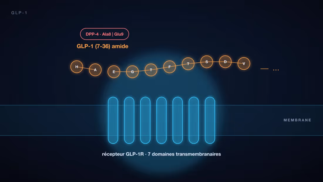 Récepteur GLP-1R à sept domaines transmembranaires et chaîne du GLP-1 (7-36), avec le site de coupure par la DPP-4 entre Ala8 et Glu9