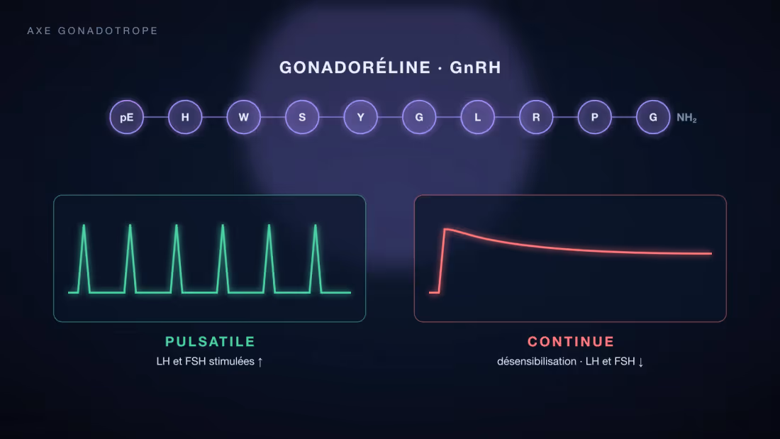 Décapeptide de la gonadoréline, du pyroglutamate à la glycinamide, au-dessus de deux tracés : une exposition pulsatile qui stimule et une exposition continue qui désensibilise