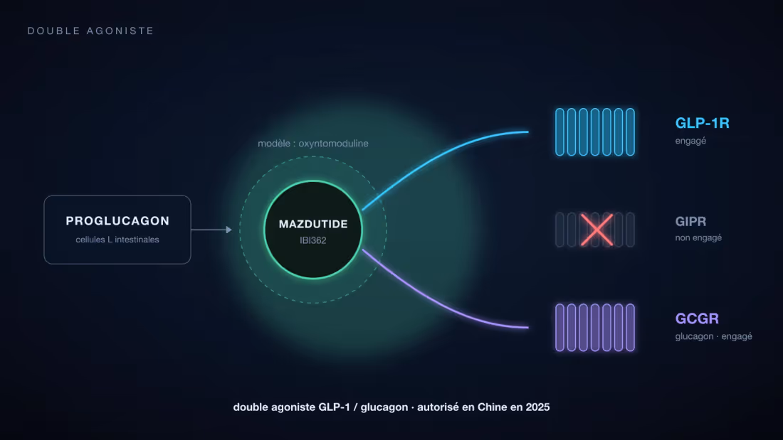 Le mazdutide relié à deux récepteurs à sept domaines transmembranaires, GLP-1R et GCGR, sur le modèle de l'oxyntomoduline