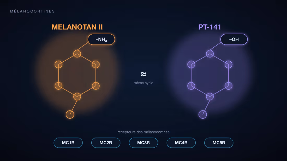 Deux anneaux peptidiques cycliques presque identiques, Melanotan II à extrémité amide et PT-141 à extrémité acide, face à la famille des récepteurs MC1R à MC5R