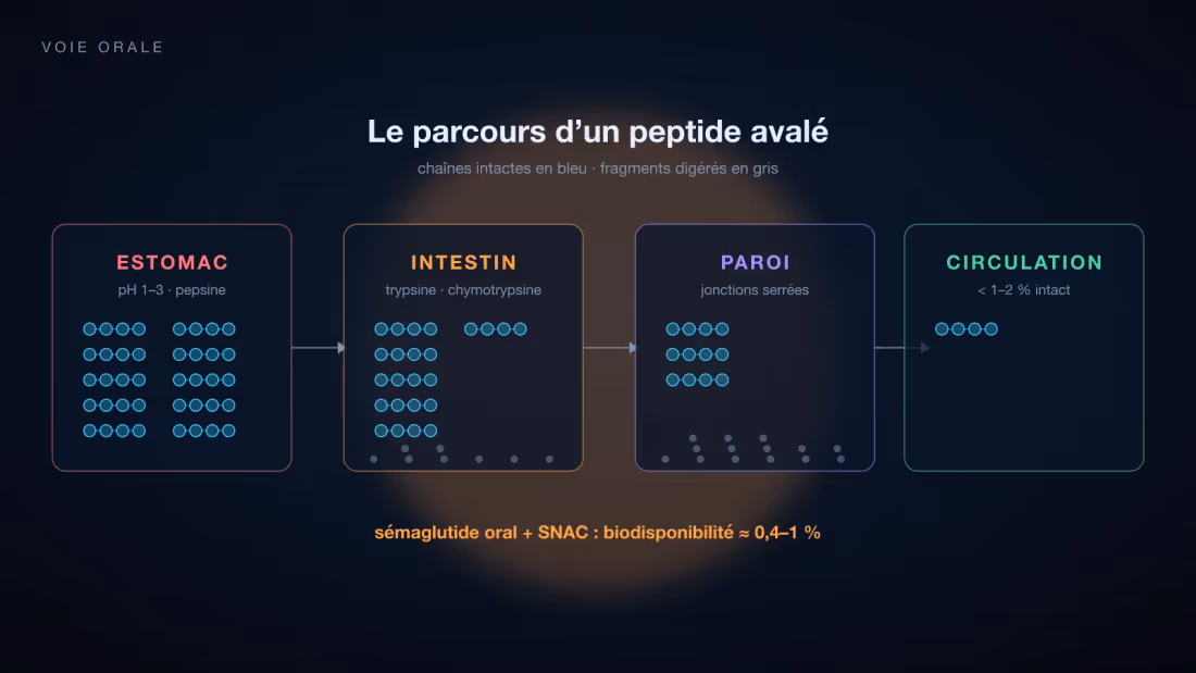 Parcours d'un peptide avalé, de l'estomac acide aux enzymes pancréatiques puis à la paroi intestinale, avec la fraction qui passe dans la circulation