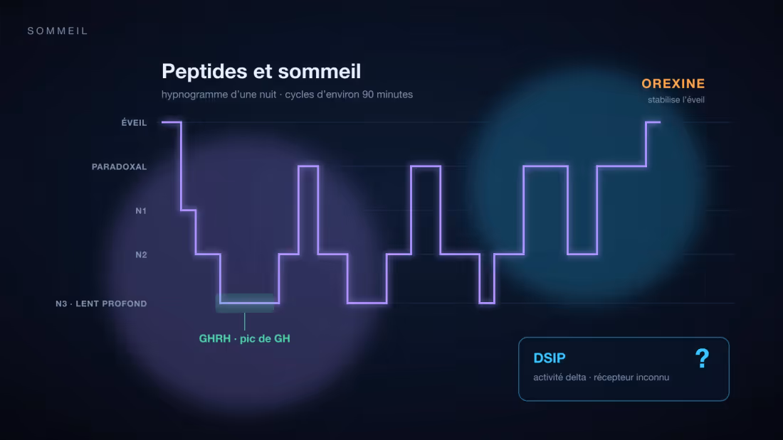 Hypnogramme d'une nuit de sommeil avec ses cycles de sommeil lent et paradoxal, et les peptides étudiés pour chaque phase : DSIP, GHRH, orexine