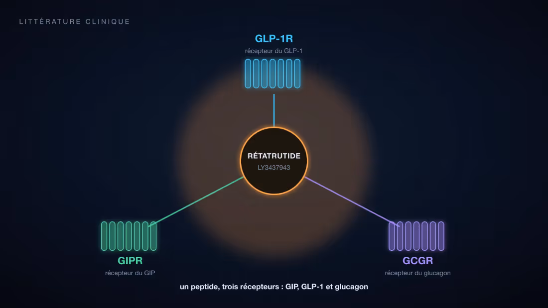 Rétatrutide au centre de ses trois récepteurs cibles : GLP-1R, GIPR et récepteur du glucagon