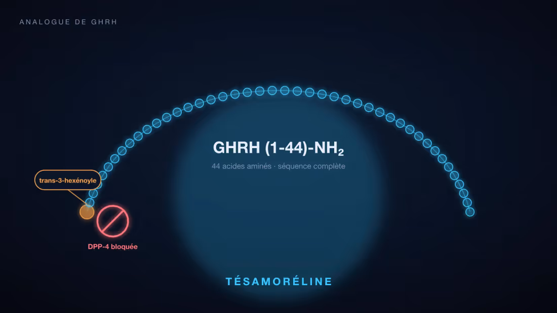Chaîne de 44 acides aminés de la tésamoréline, avec le groupement trans-3-hexénoyle qui protège son extrémité N-terminale de la coupure par la DPP-4