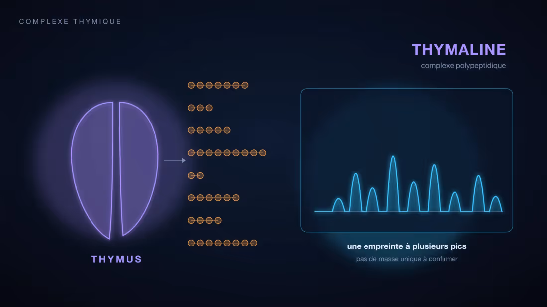 Glande thymus stylisée d'où émerge un ensemble de peptides de longueurs différentes, et le profil chromatographique à plusieurs pics qui caractérise ce mélange